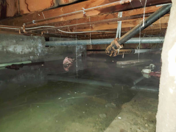 Best Local water damage restoration  in Petaluma, CA